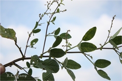 Desmodium dichotomum